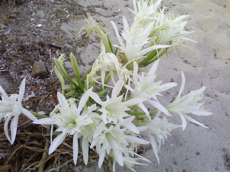 Pancratium maritimum / Giglio di mare